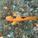 Wrasse (Galapagos Hogfish)