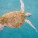Tortue verte