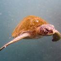 Tortue verte