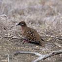 Galapagos dove