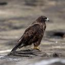 Galapagos hawk