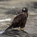 Galapagos hawk