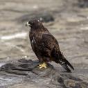 Galapagos hawk
