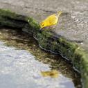 Yellow Warbler
