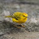 Yellow Warbler