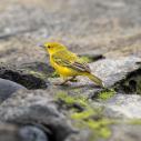 Yellow Warbler