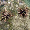 Pencil-spined Sea Urchin
