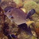 Yellow-tailed surgeonfish
