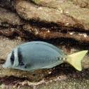 Yellow-tailed surgeonfish