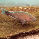 Parrotfish