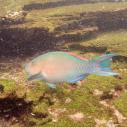 Parrotfish