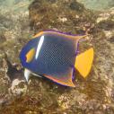 King Angelfish