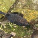 Guineafowl Puffer