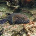 Guineafowl Puffer