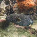 Guineafowl Puffer