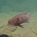 Mexican hogfish
