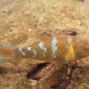Blue Chin Parrotfish