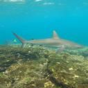 Blacktip shark
