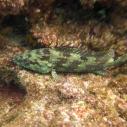 Golden Grouper