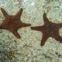 Sea Star