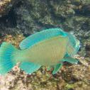 Bumphead Parrotfish
