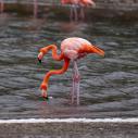 Flamant rouge