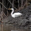 Egret