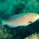 Parrotfish