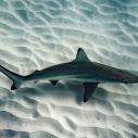Blacktip Shark