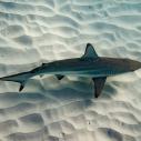 Blacktip Shark